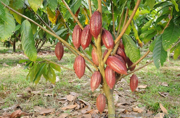 какао
